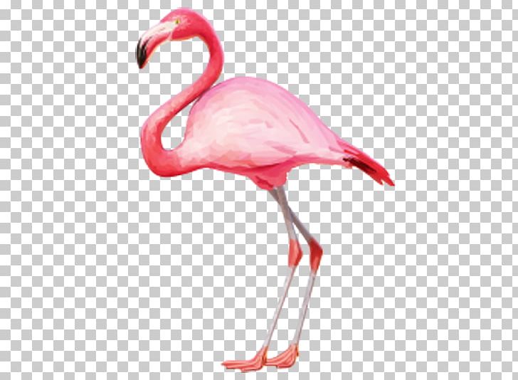 Phoenicopteridae Flamingo PNG, Clipart, Animals, Beak, Bird, Cartoon, Display Resolution Free PNG Download