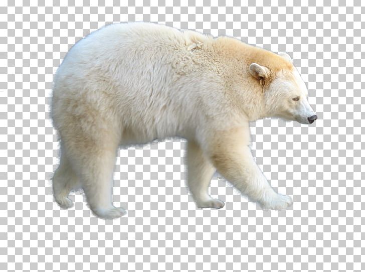 Polar Bear Animal PNG, Clipart, Animal, Animals, Bear, Carnivoran, Dog Free PNG Download