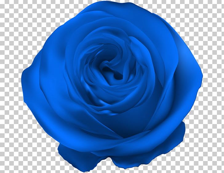 Blue Rose Garden Roses Flower PNG, Clipart, Azure, Blue, Blue Flower, Blue Rose, Cobalt Blue Free PNG Download