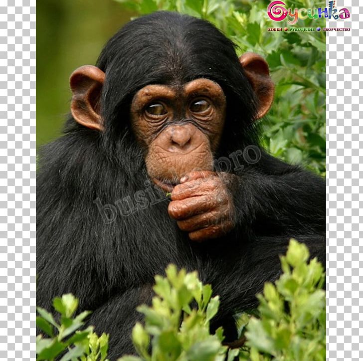 Ngamba Island Chimpanzee Sanctuary Bwindi Impenetrable National Park Gorilla Kibale National Park PNG, Clipart, Animal, Animals, Bwindi Impenetrable National Park, Common Chimpanzee, Fauna Free PNG Download
