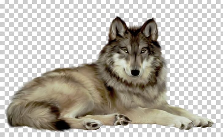 Saarloos Wolfdog Portable Network Graphics Czechoslovakian Wolfdog PNG, Clipart, Black And White Wolf, Canis Lupus Tundrarum, Carnivoran, Computer Icons, Dog Breed Free PNG Download