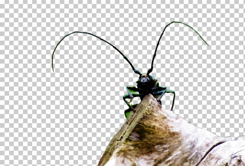 Insect Longhorn Beetle Beetle Moths And Butterflies Pest PNG, Clipart, Beetle, Blister Beetles, Fly, Insect, Longhorn Beetle Free PNG Download
