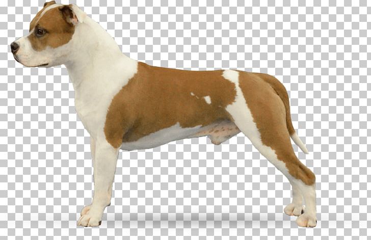 American Staffordshire Terrier American Pit Bull Terrier Old English Terrier Staffordshire Bull Terrier Dog Breed PNG, Clipart, American Pit Bull Terrier, American Staffordshire Terrier, Animals, Black, Boxer Free PNG Download