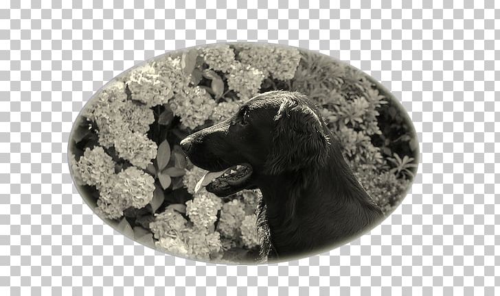 Dog PNG, Clipart, Chinese Crested Dog, Dog, Dog Like Mammal, Rock Free PNG Download