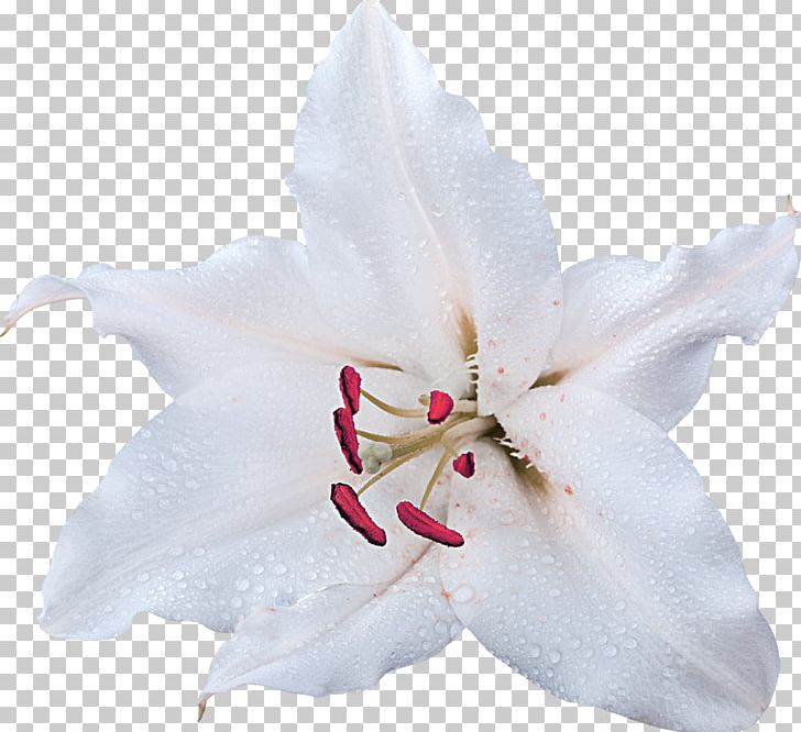 Jewelry Tallinn Lilium Flower PNG, Clipart, 123video, Color, Cut Flowers, Digital Image, Flower Free PNG Download
