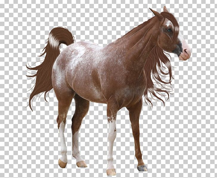Mane American Paint Horse Mustang Spotted Saddle Horse Stallion PNG, Clipart, American Paint Horse, Animal Figure, Bridle, Colt, Foal Free PNG Download