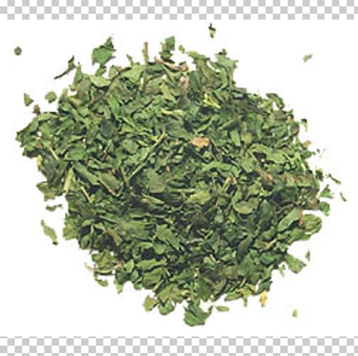 Matcha Green Tea Gyokuro Biluochun PNG, Clipart, Bancha, Biluochun, Botanical, C 14, Dill Free PNG Download