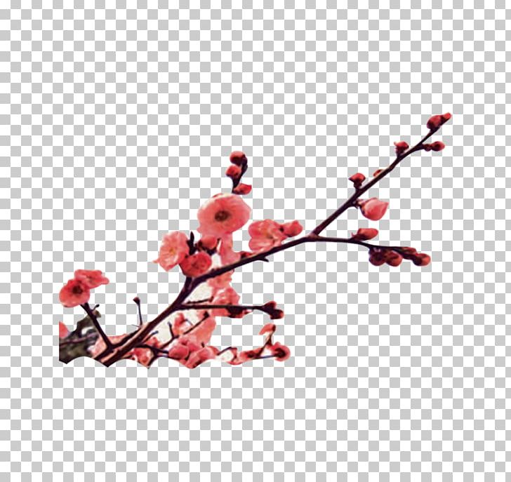 Miracle Mandarin Language School Winter Solstice Mandarin Chinese Plum Blossom PNG, Clipart, Blossom, Branch, Che, Cherry, China Free PNG Download