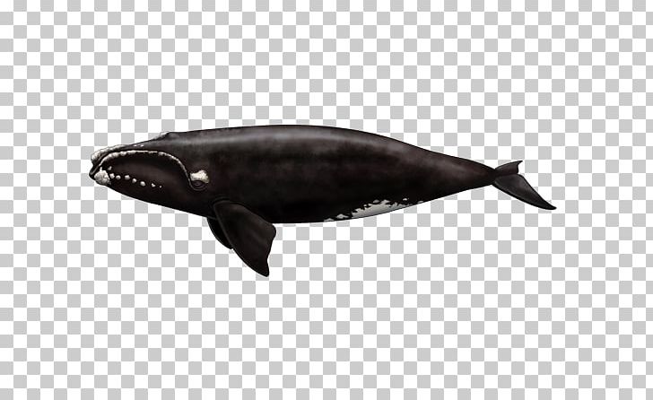 Saguenay–St. Lawrence Marine Park Cetaceans North Atlantic Right Whale Fin Whale Common Minke Whale PNG, Clipart, Common Minke Whale, Dolphin, Fin, Fin Whale, Fish Free PNG Download