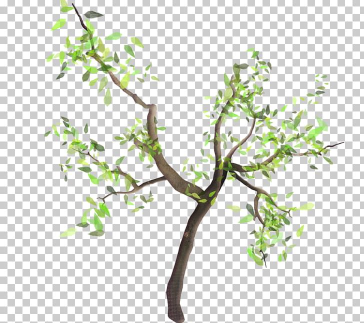 Twig Tree Branch Nursery Shrub PNG, Clipart, Almond Branch, Baner, Birch, Branch, Conifers Free PNG Download
