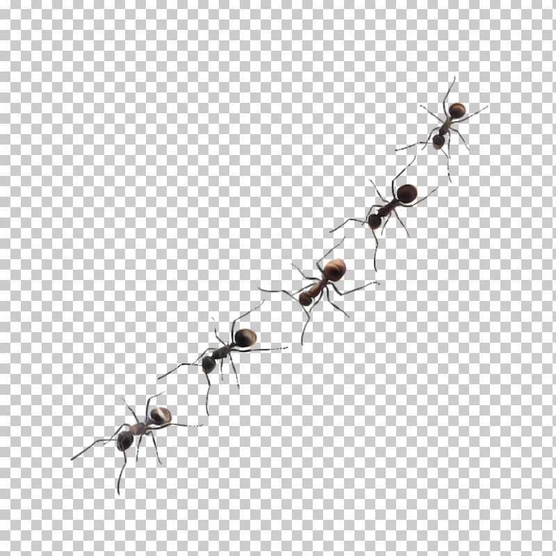 Insect Carpenter Ant Ant Pest Membrane-winged Insect PNG, Clipart, Ant, Carpenter Ant, Insect, Membranewinged Insect, Pest Free PNG Download