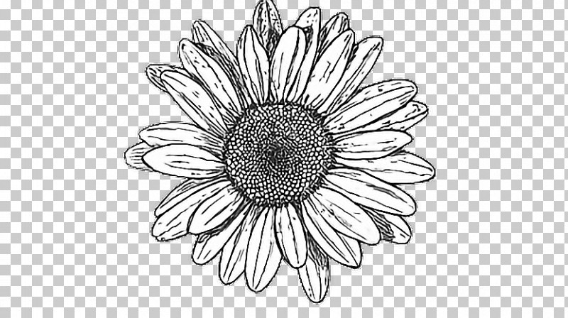 Sunflower PNG, Clipart, Blackandwhite, Drawing, Flower, Gerbera, Petal Free PNG Download