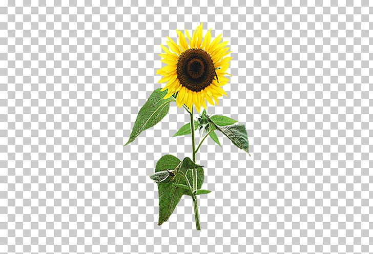 Common Sunflower Display Resolution PNG, Clipart, 4k Resolution, 1080p, Common Sunflower, Cut Flowers, Daisy Family Free PNG Download