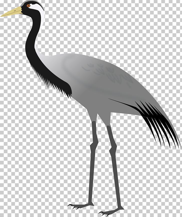 Demoiselle Crane Bird PNG, Clipart, Autocad Dxf, Beak, Bird, Black And White, Ciconiiformes Free PNG Download