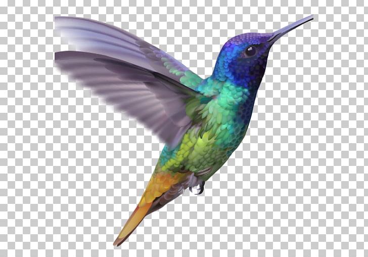 Hummingbird Golden-tailed Sapphire Feather PNG, Clipart, Animals, Beak, Bird, Chrysuronia, Fauna Free PNG Download