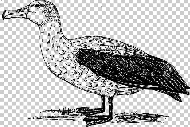 Bird Albatross PNG, Clipart, Albatross, Albatross Vector, Animal, Animals, Beak Free PNG Download