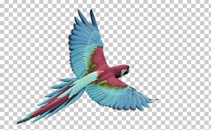 Bird Flight Parrot Macaw White PNG, Clipart, Aida Cloth, Animals, Aviary, Bird, Bird Flight Free PNG Download