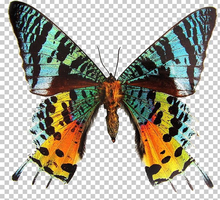 Butterfly Insect Moth Papilio Multicaudata PNG, Clipart, Animal, Arthropod, Brush Footed Butterfly, Butterflies And Moths, Butterfly Free PNG Download