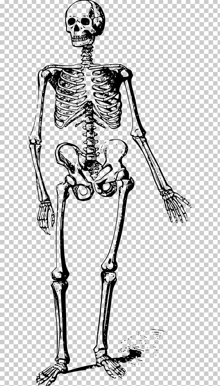Human Skeleton Skull Bone PNG, Clipart, Anatomy, Arm, Art, Black And White, Bone Free PNG Download