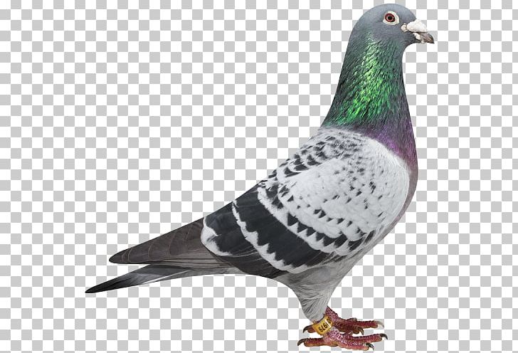 Racing Homer Columbidae Homing Pigeon PNG, Clipart, Bald Eagle, Beak, Bird, Columbidae, Columbiformes Free PNG Download