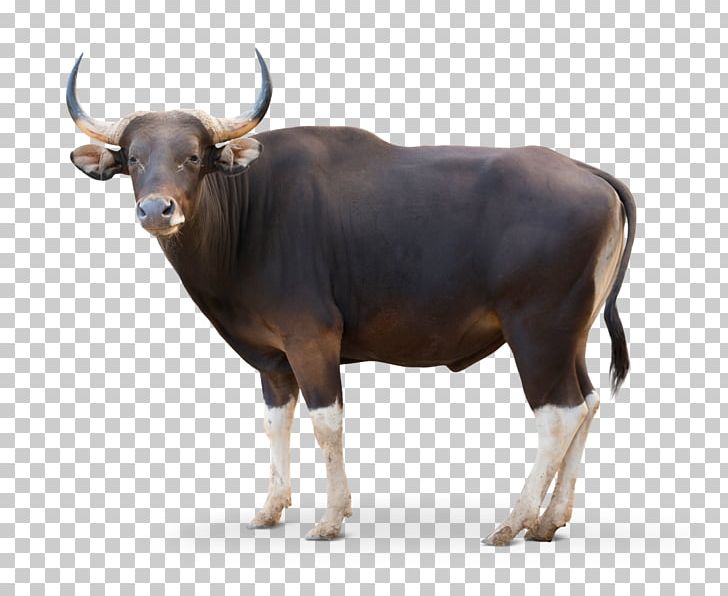 Cattle Banteng Domestic Yak PNG, Clipart, Banteng, Bison, Bull, Cattle, Cattle Like Mammal Free PNG Download
