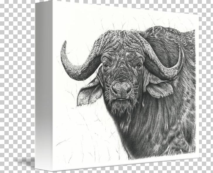 Drawing Water Buffalo Line Art Sketch PNG, Clipart, African Buffalo, Art, Bison, Black And White, Bull Free PNG Download