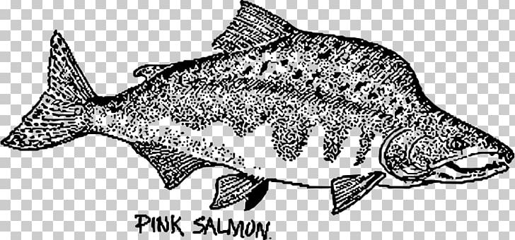 Fish Pink Salmon Drawing Chum Salmon PNG, Clipart, Animal Figure, Animals, Atlantic Salmon, Black And White, Chum Salmon Free PNG Download