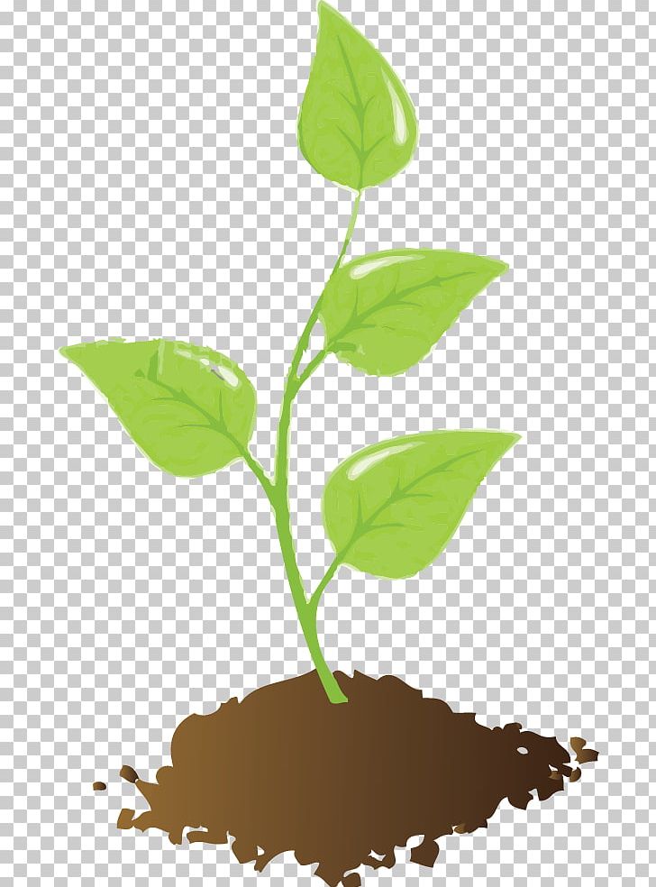 Plant And Soil Seedling PNG, Clipart, Animation, Art Young, Branch, Clip Art, Computer Icons Free PNG Download