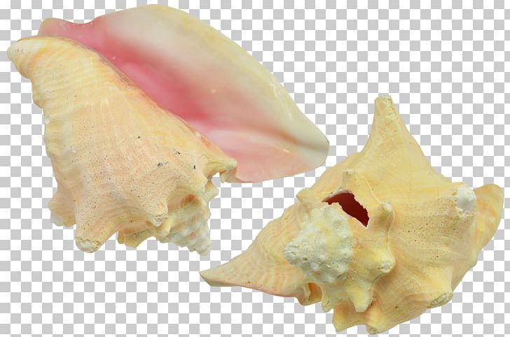Seashell Shankha Conch Oyster Mussel PNG, Clipart, Chicoreus Ramosus, Clam, Clams Oysters Mussels And Scallops, Conch, Dakshinavarti Shankh Free PNG Download