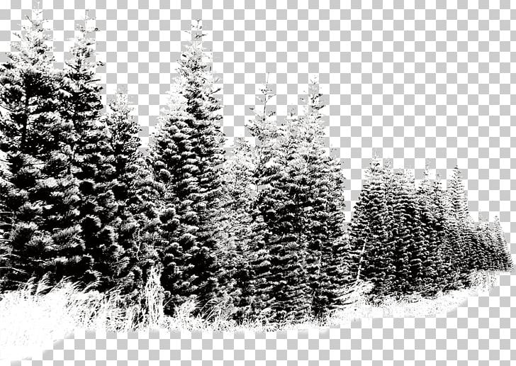 Snow Tree PNG, Clipart, Black And White, Christmas Tree, Computer Icons, Conifer, Desktop Wallpaper Free PNG Download