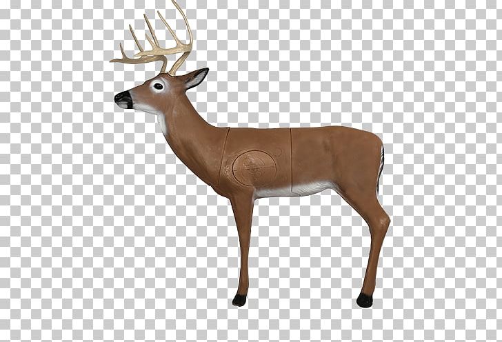 White-tailed Deer Target Archery Roe Deer PNG, Clipart, Animal Figure, Antler, Archery, Archery Target, Bowhunting Free PNG Download
