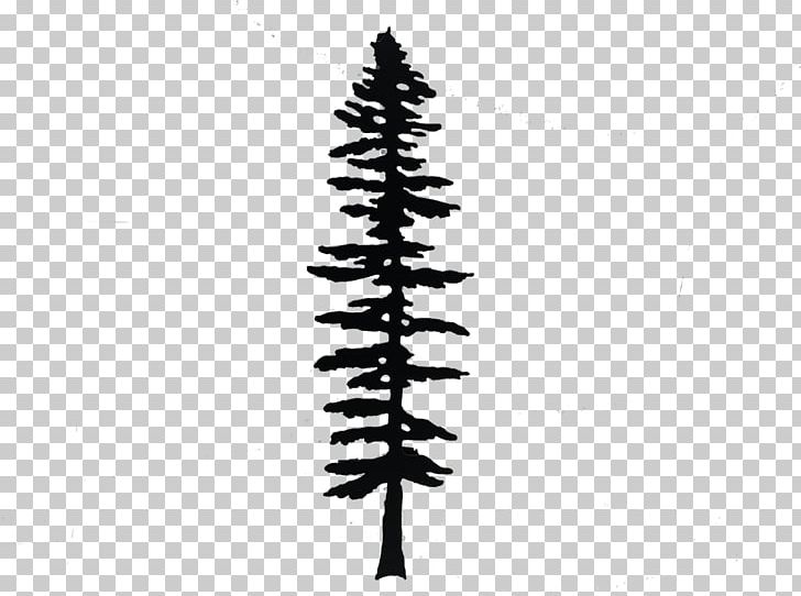 Oxtongue Craft Cabin & Gallery Sitka Spruce Fir Tree Giant Sequoia PNG, Clipart, Amp, Art, Black And White, Branch, Cabin Free PNG Download