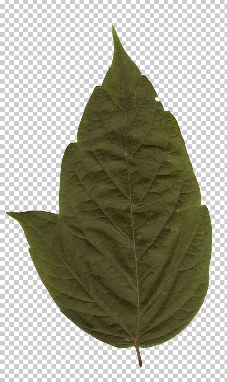 Plant Leaf PNG, Clipart, Food Drinks, Leaf, Leaf Texture, Plant Free PNG Download
