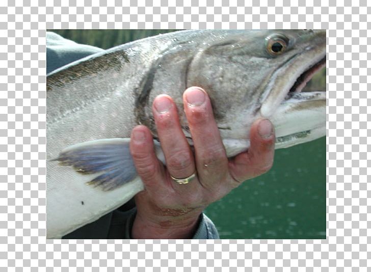 Water Close-up Mouth Barramundi Trout PNG, Clipart, Barramundi, Bass, Bass Guitar, Close Up, Closeup Free PNG Download