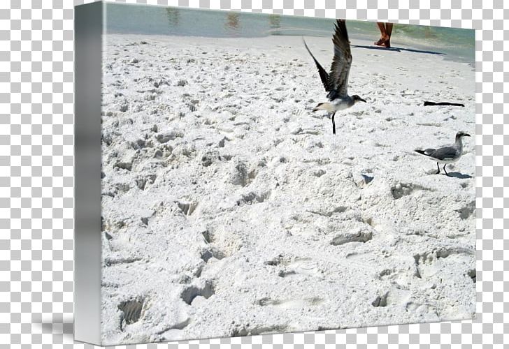 Bird PNG, Clipart, Animals, Bird, Fauna, Ocean Beach Free PNG Download