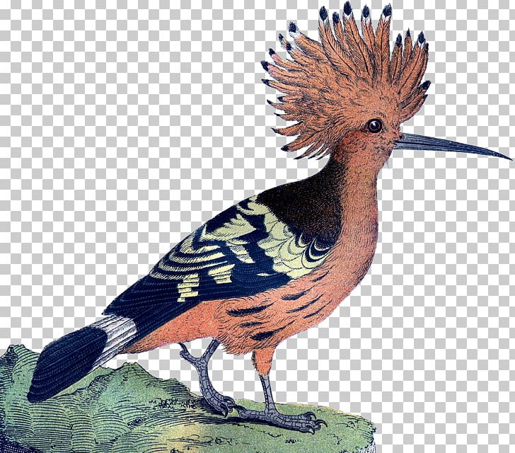 Bird Galliformes Feather Beak Crest PNG, Clipart, Animal, Animals, Beak, Bird, Crest Free PNG Download