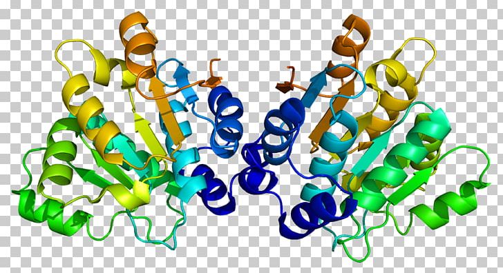 DDX20 Survival Of Motor Neuron Helicase Protein DEAD Box PNG, Clipart, Body Jewelry, Cell Nucleus, Dead Box, Dna, Gene Expression Free PNG Download