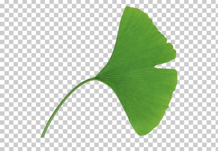 Ginkgo Biloba Extract Leaf Euclidean PNG, Clipart, Apricot Leaves, Apricot Plant, Autumn Leaves, Biological, Biological World Free PNG Download