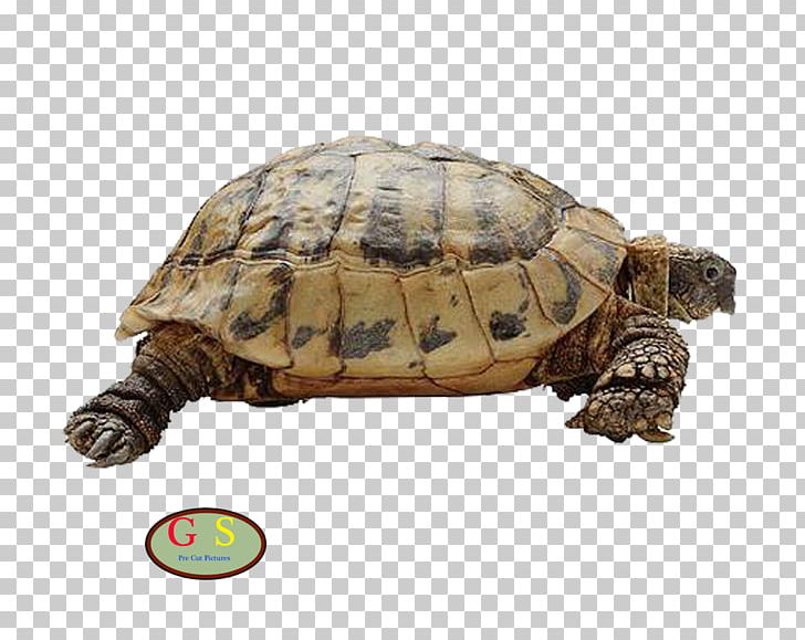 Animal Cat Dog Bird PNG, Clipart, Animal, Animals, Bird, Box Turtle, Cat Free PNG Download