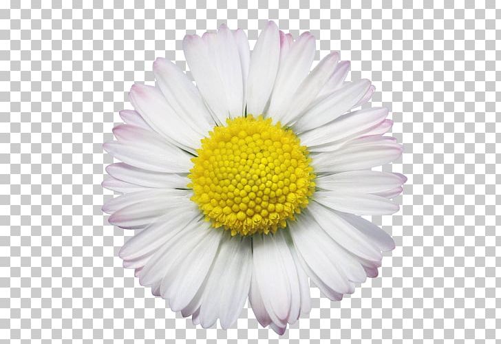 Common Daisy Stock Photography PNG, Clipart, Aster, Chamaemelum Nobile, Chrysanths, Common Daisy, Daisy Free PNG Download