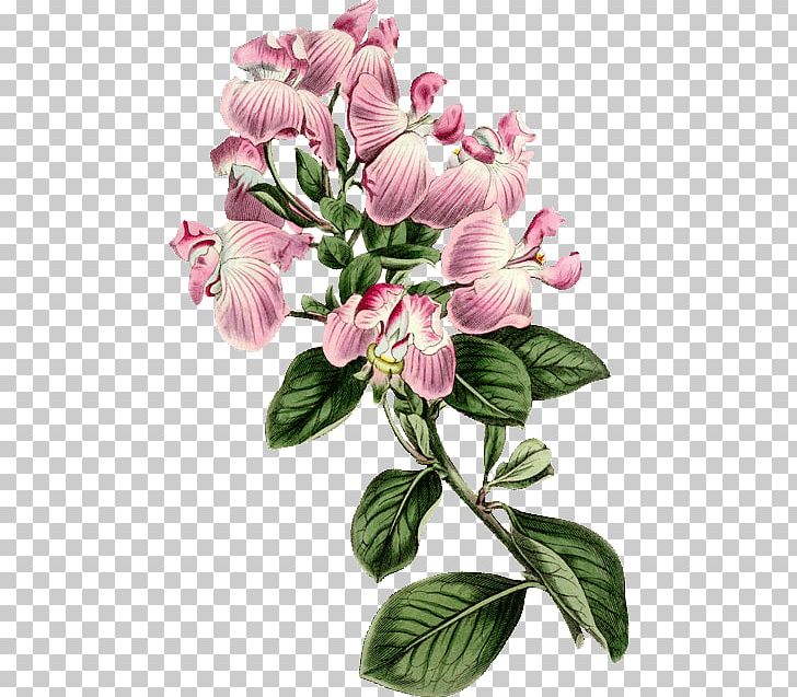 Cut Flowers Art Botanical Illustration PNG, Clipart, Art, Art Book, Botanical Illustration, Cut Flowers, Drawing Free PNG Download
