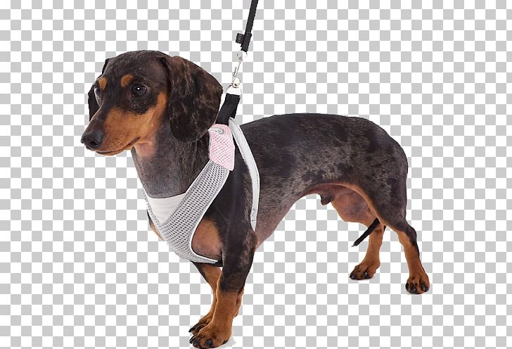 Dachshund Dog Harness Doggles Horse Harnesses PNG, Clipart, Animals, Carnivoran, Clothing, Coat, Collar Free PNG Download