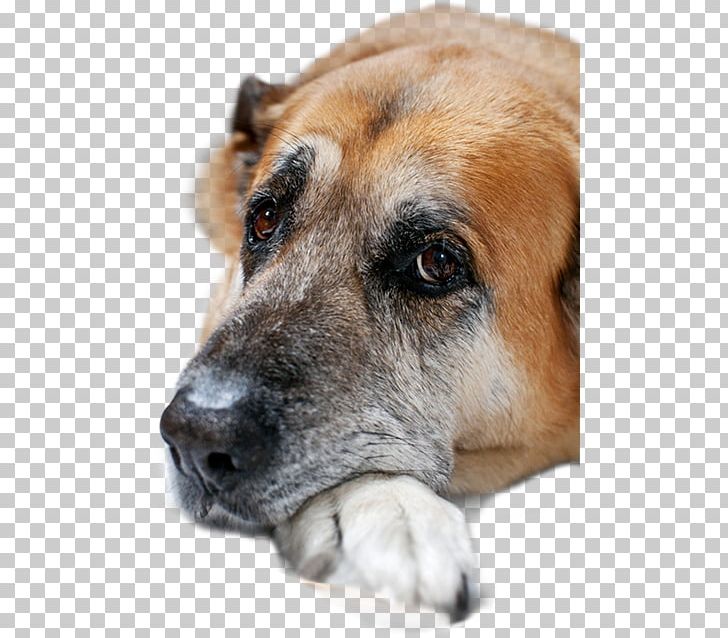 Dog Breed Pet Cat Black Mouth Cur Veterinarian PNG, Clipart, Black Mouth Cur, Cat, Depositphotos, Dog, Dog Breed Free PNG Download