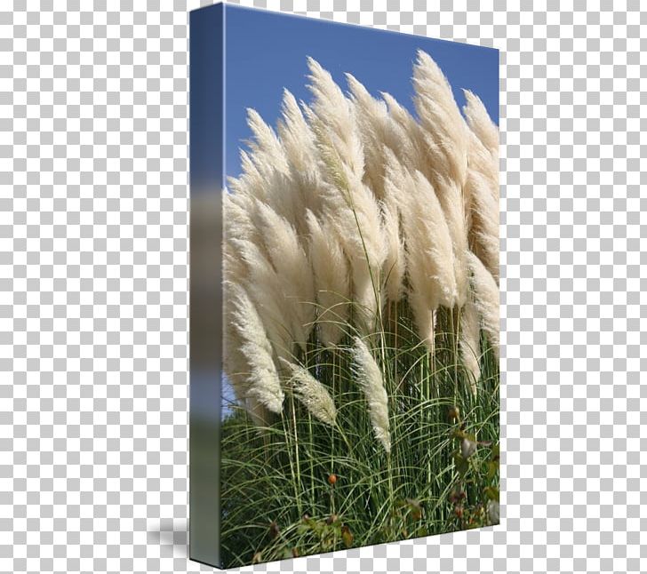 Phragmites Flower Sky Plc PNG, Clipart, Feather, Flower, Grass, Grass Family, Pampas Grass Free PNG Download
