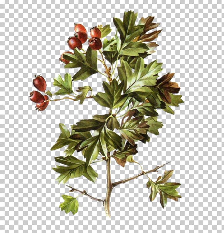 Twig Plant Stem Shrub Leaf Flowering Plant PNG, Clipart, Branch, Flower, Flowering Plant, Fruit, Leaf Free PNG Download