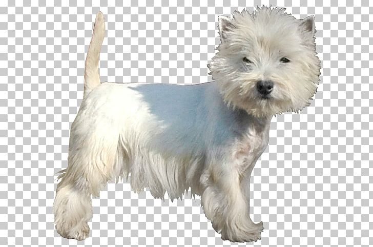 West Highland White Terrier Cairn Terrier Glen Sporting Lucas Terrier Dutch Smoushond PNG, Clipart, Carnivoran, Companion Dog, Dog Breed, Dog Breed Group, Dog Like Mammal Free PNG Download