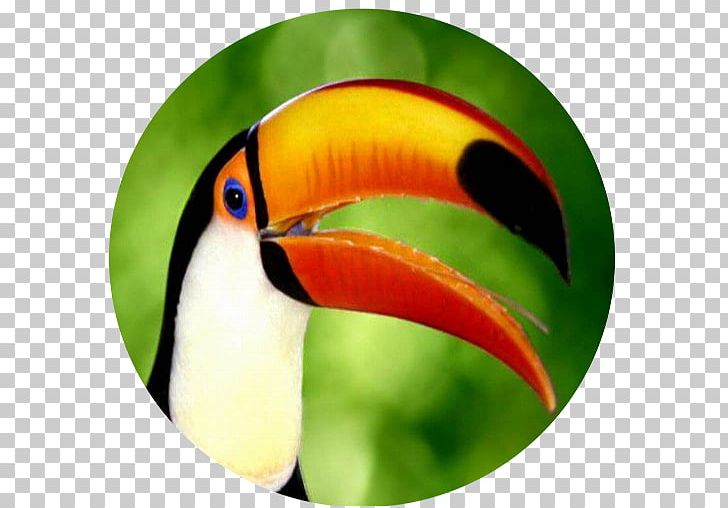 Bird Toucan Cat Dog Feather PNG, Clipart, Animal, Animals, Beak, Bird, Bird Watcher Free PNG Download