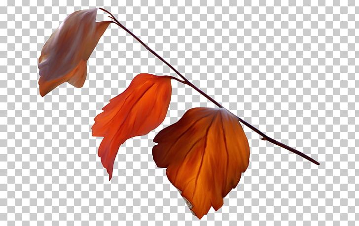Leaf Autumn Leaves Petal PNG, Clipart, Autumn, Autumn Leaves, Deco, Flower, Leaf Free PNG Download