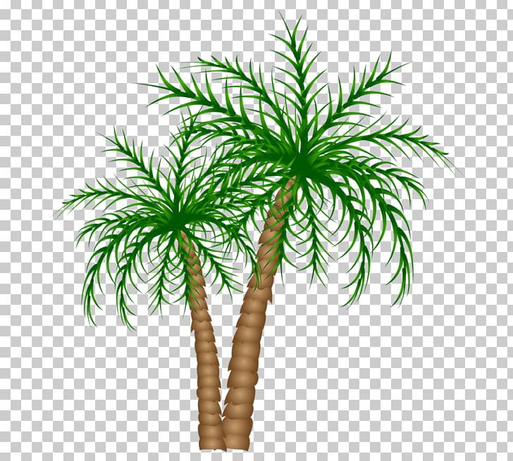 Arecaceae Tree Date Palm PNG, Clipart, Arecales, Asian Palmyra Palm, Background Green, Borassus Flabellifer, Branch Free PNG Download