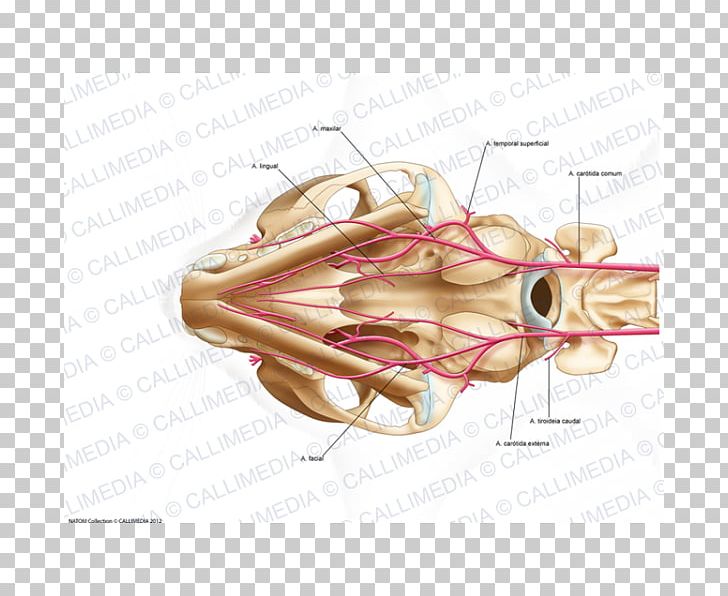 Bone Cat Anatomy Neck Human Body PNG, Clipart, Anatomy, Animals, Arm, Artery, Bone Free PNG Download